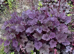 Drought Tolerant Flowers and Perennials, Westlake CA